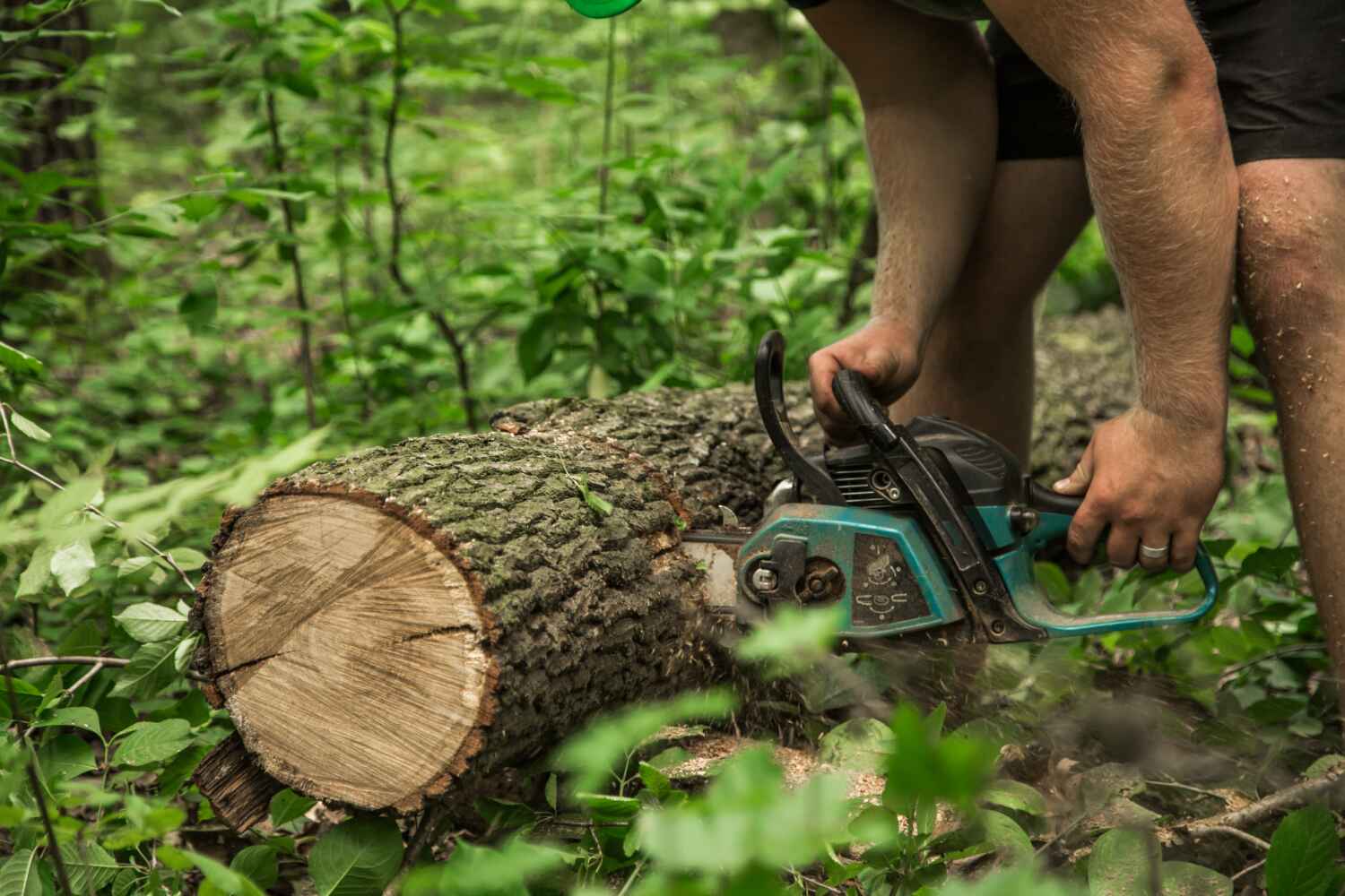 Best Palm Tree Trimming  in Alliae, NC